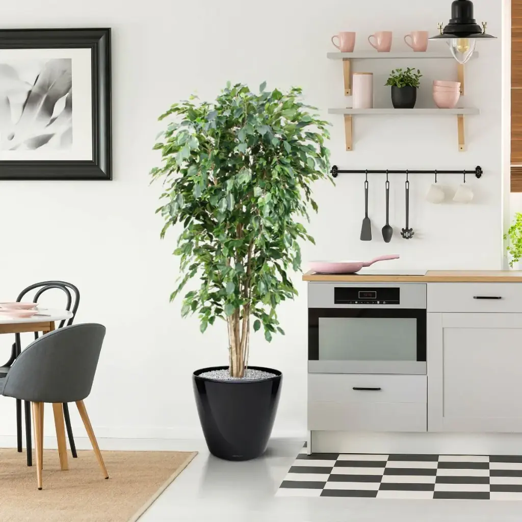 Ficus Exotica 180 groen 3.webp