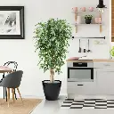 Ficus Exotica 180 groen 3.webp
