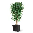 Ficus Exotica 180 groen 5.webp