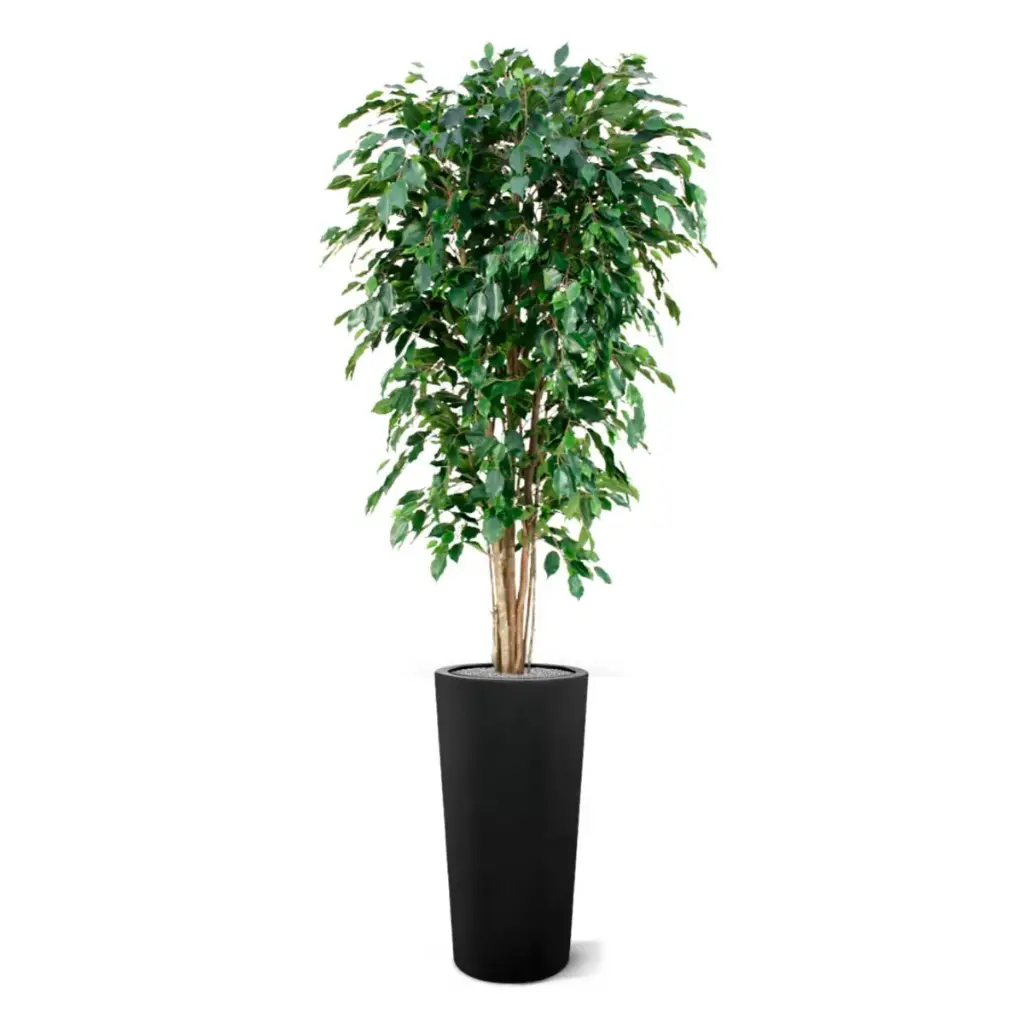 Ficus Exotica 180 groen 4.webp