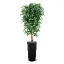 Ficus Exotica 180 groen 4.webp
