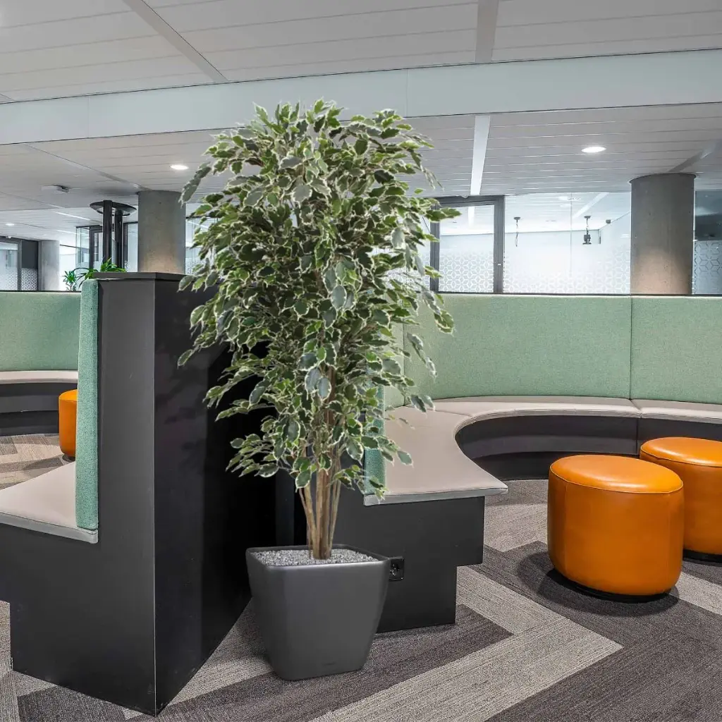 Ficus Exotica 180 bont 3.webp