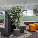 Ficus Exotica 180 bont 3.webp