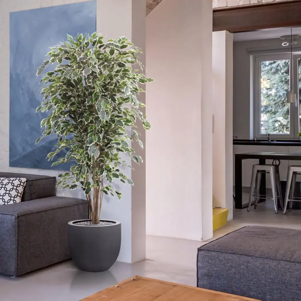 Ficus Exotica 180 bont 2.webp