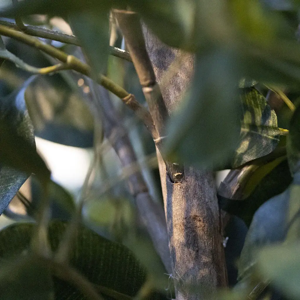 Ficus Exotica 150 groen 3.webp