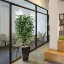 Ficus Exotica 150 groen 4.webp