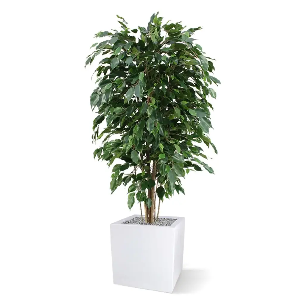 Ficus Exotica 150 groen 6.webp