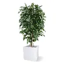 Ficus Exotica 150 groen 6.webp