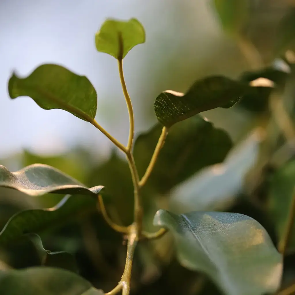 Ficus Exotica 150 groen 2.webp