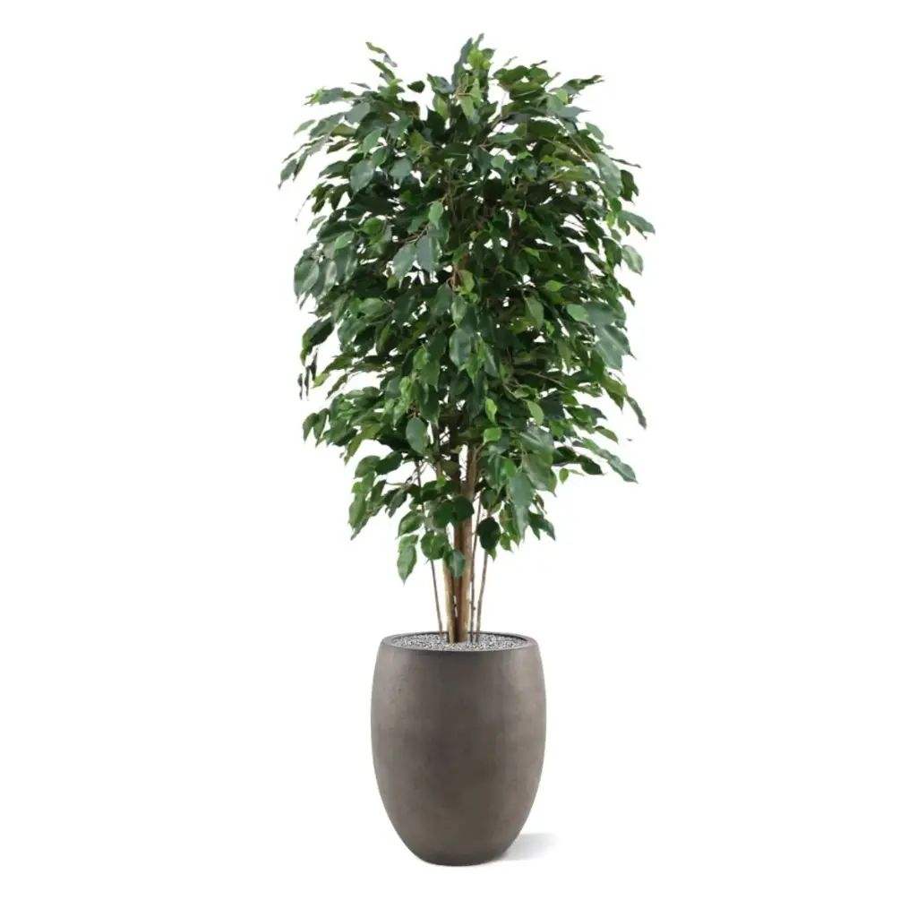 Ficus Exotica 150 groen 5.webp