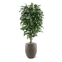 Ficus Exotica 150 groen 5.webp