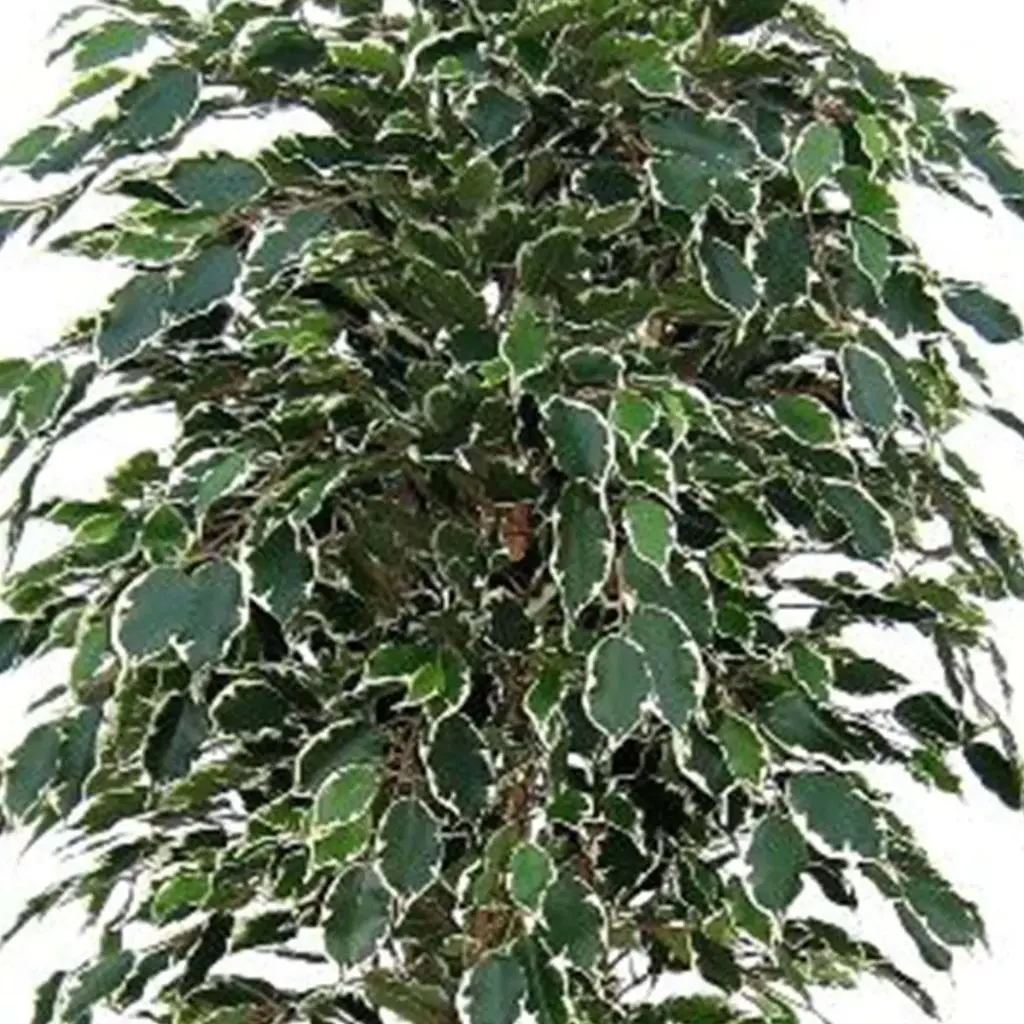 Ficus Exotica 150 bont 2.webp