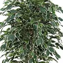 Ficus Exotica 150 bont 2.webp