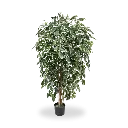 Ficus Exotica 150 bont 1.webp