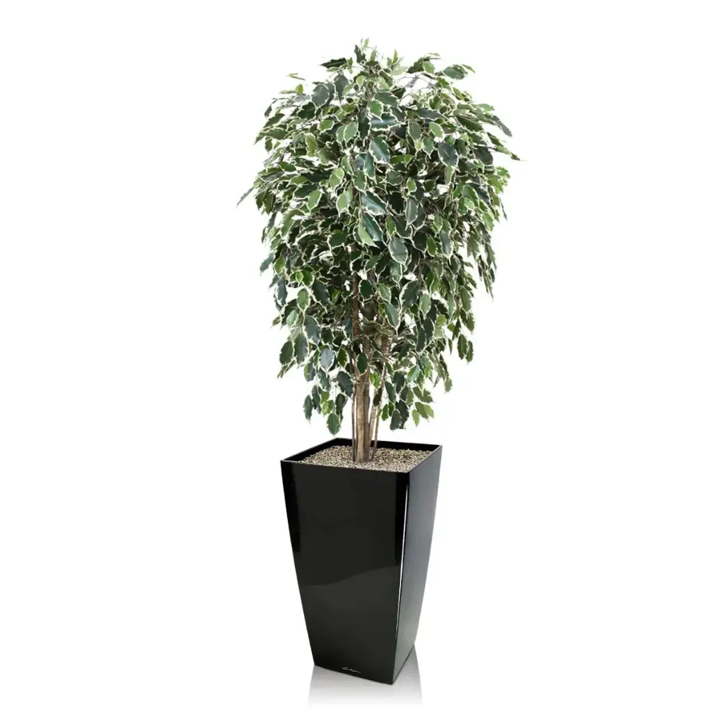 Ficus Exotica 150 bont 3.webp
