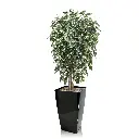 Ficus Exotica 150 bont 3.webp