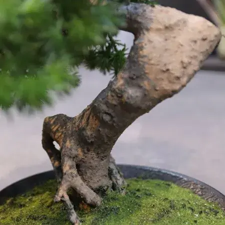 Pinus bonsai 2.webp