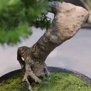 Pinus bonsai 2.webp