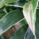 Draceana kunstplant 80 cm - bont 2.webp