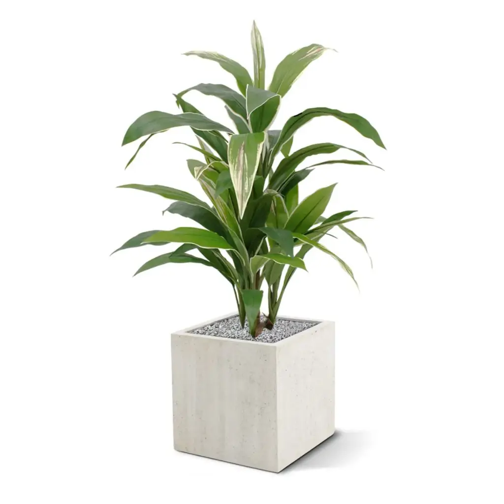 Draceana kunstplant 80 cm - bont 3.webp