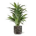 Draceana kunstplant 80 cm - groen 2.webp