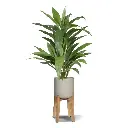 Draceana kunstplant 80 cm - groen 3.webp
