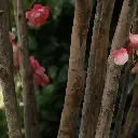 Bloesem 120 roze 3.webp