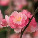 Bloesem 120 roze 2.webp