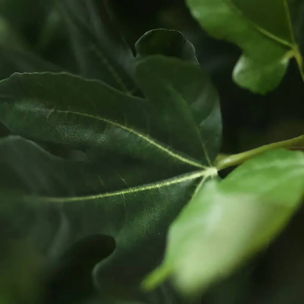 Vijgen kunstboom 210 3.webp