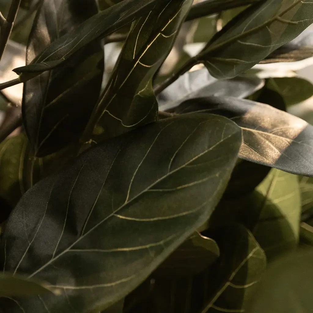 Ficus Audrey 250 2.webp