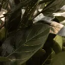 Ficus Audrey 250 2.webp