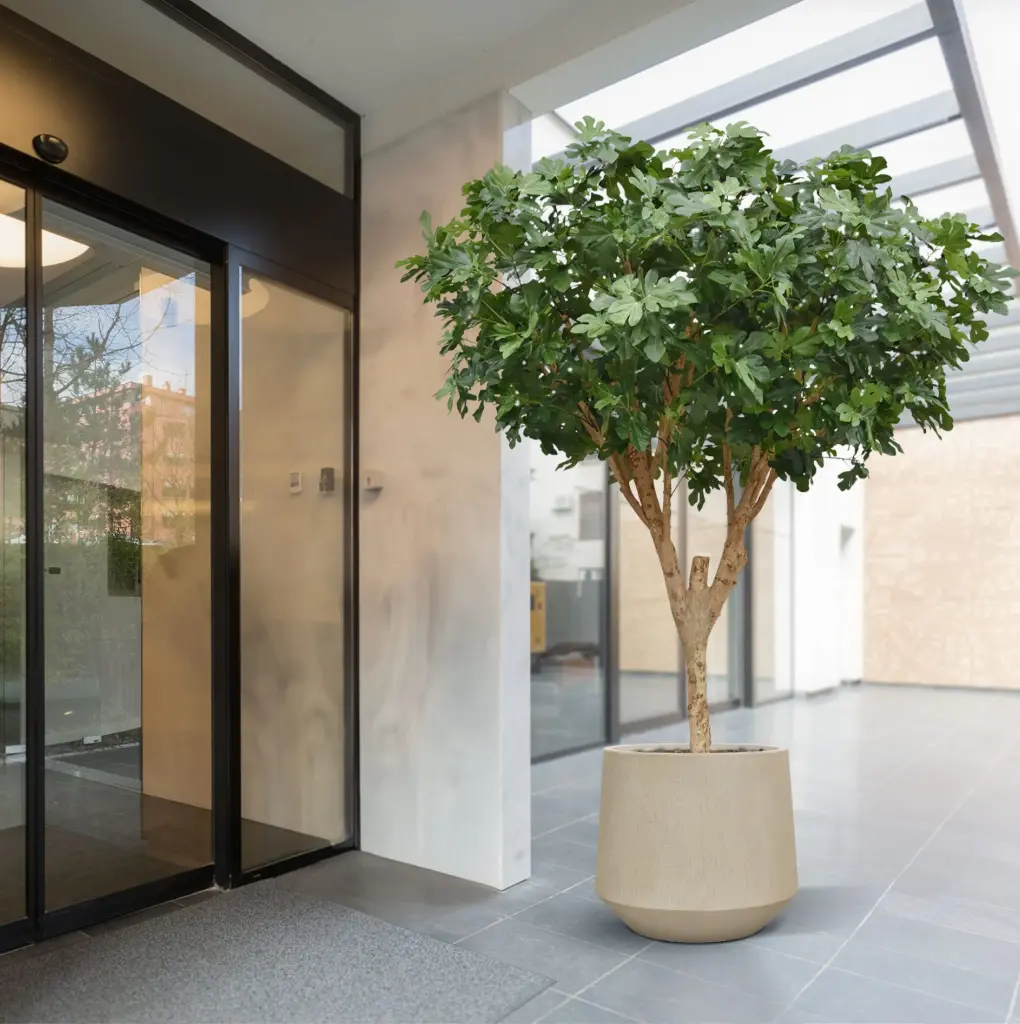 Vijgenboom 250 5.webp