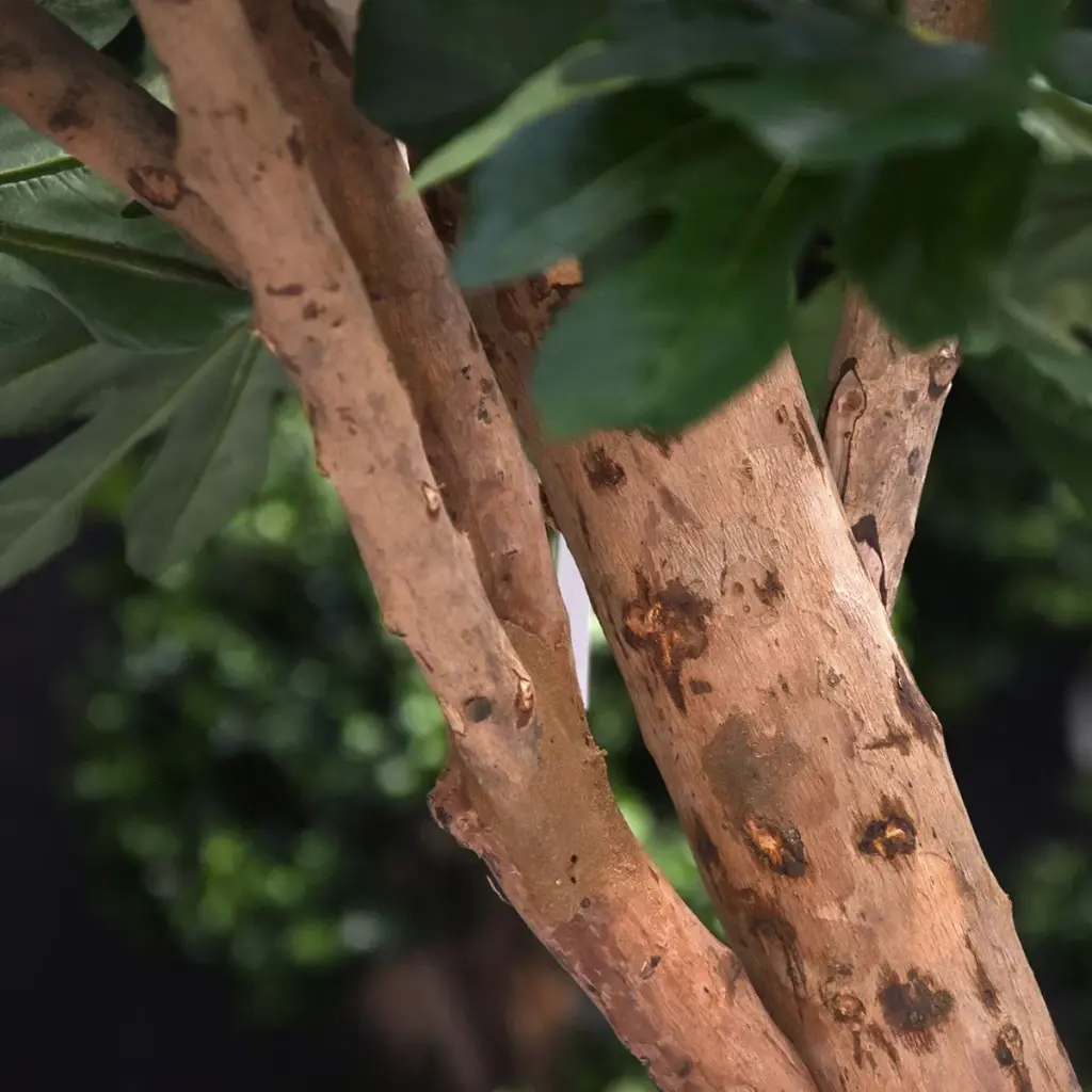 Vijgenboom 250 4.webp