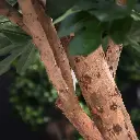 Vijgenboom 250 4.webp