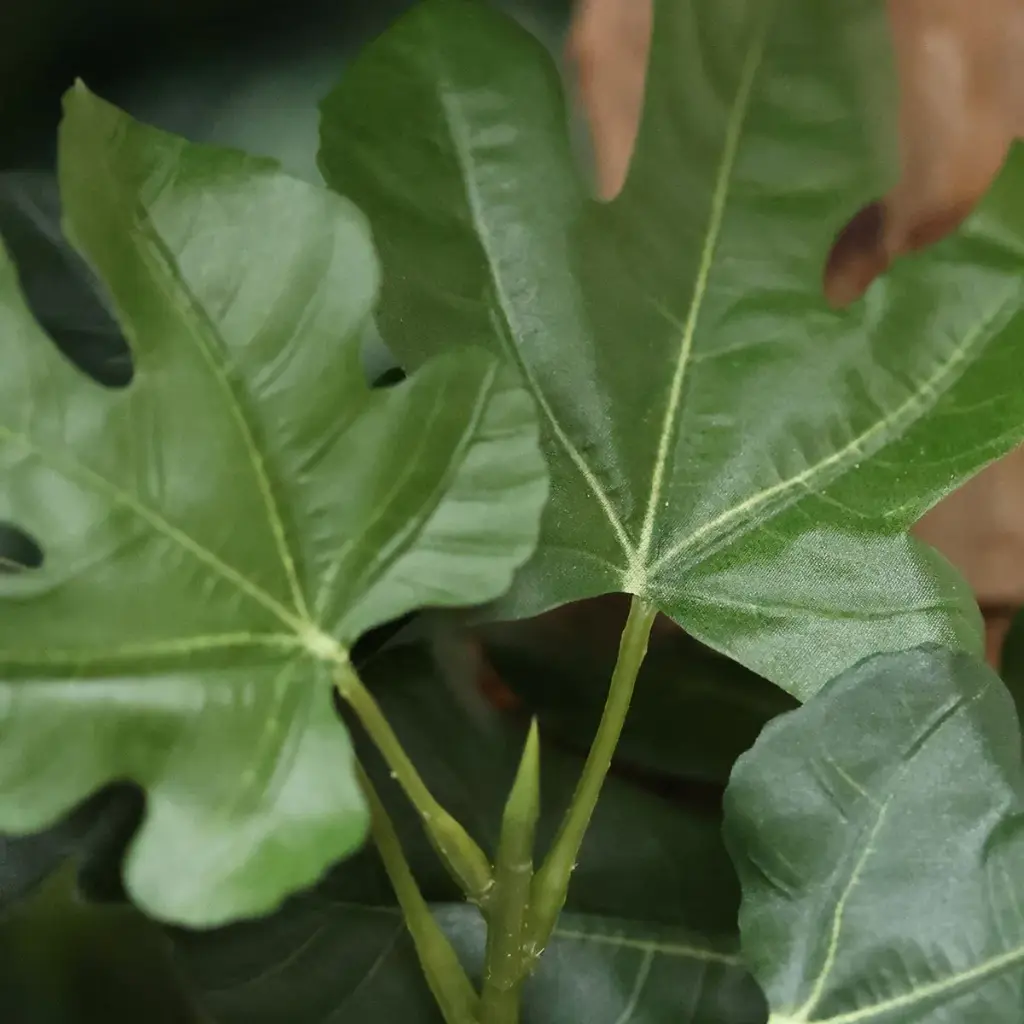 Vijgenboom 250 3.webp