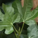 Vijgenboom 250 3.webp