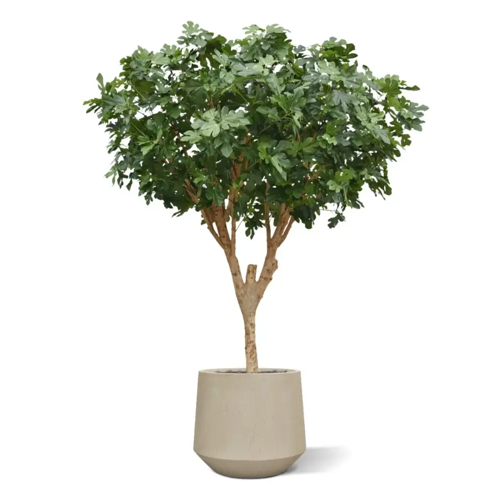 Vijgenboom 250 6.webp