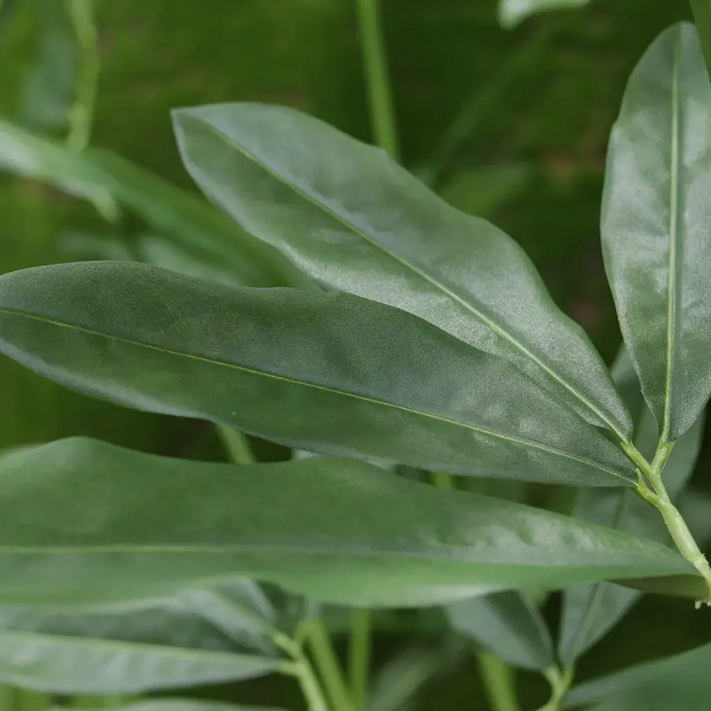 Philodendron Fun Bun 145 2.webp