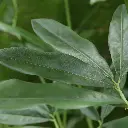 Philodendron Fun Bun 145 2.webp