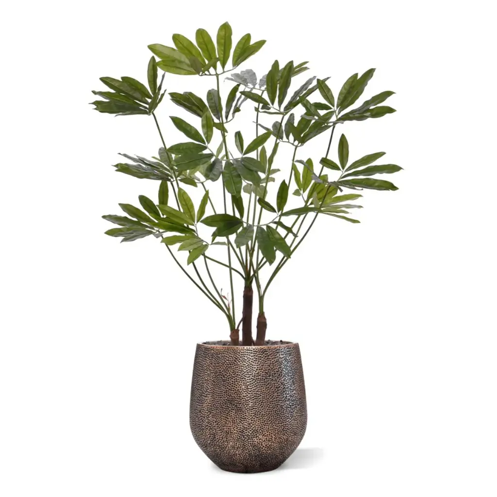 Philodendron Fun Bun 145 4.webp