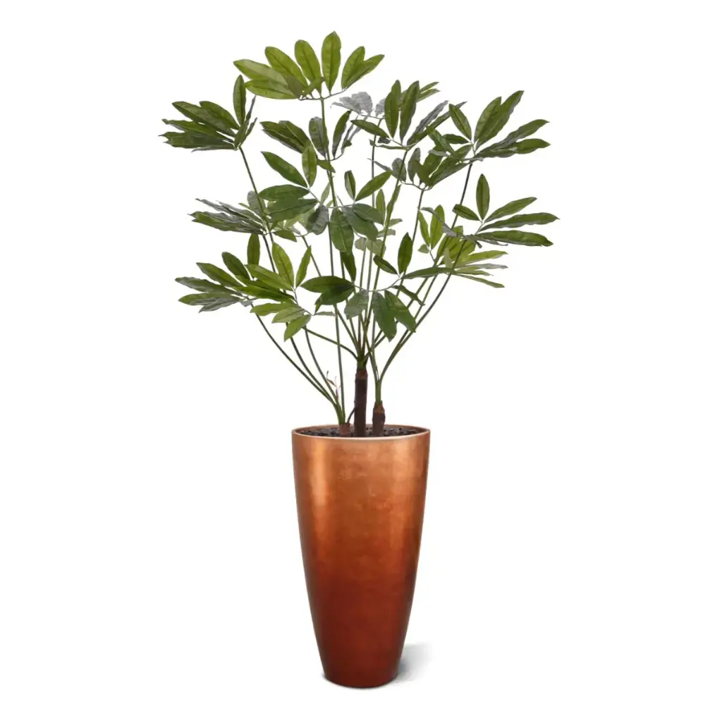 Philodendron Fun Bun 145 5.webp