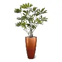 Philodendron Fun Bun 145 5.webp