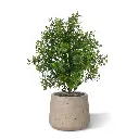 Eucalyptus 30 groen 2.webp