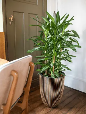 Capi Nature Groove - Vase Elegant Low - Black Gold 2.webp