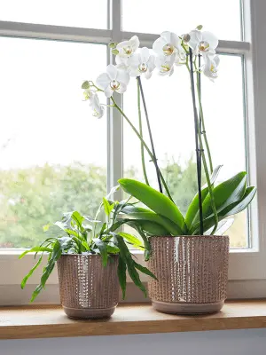 cille - pot - old pink 2.webp