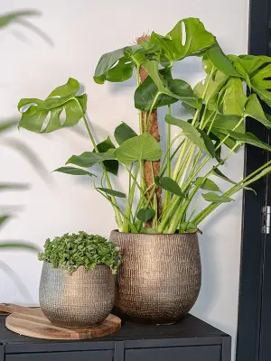 ryan - pot - shiny gold 2.webp