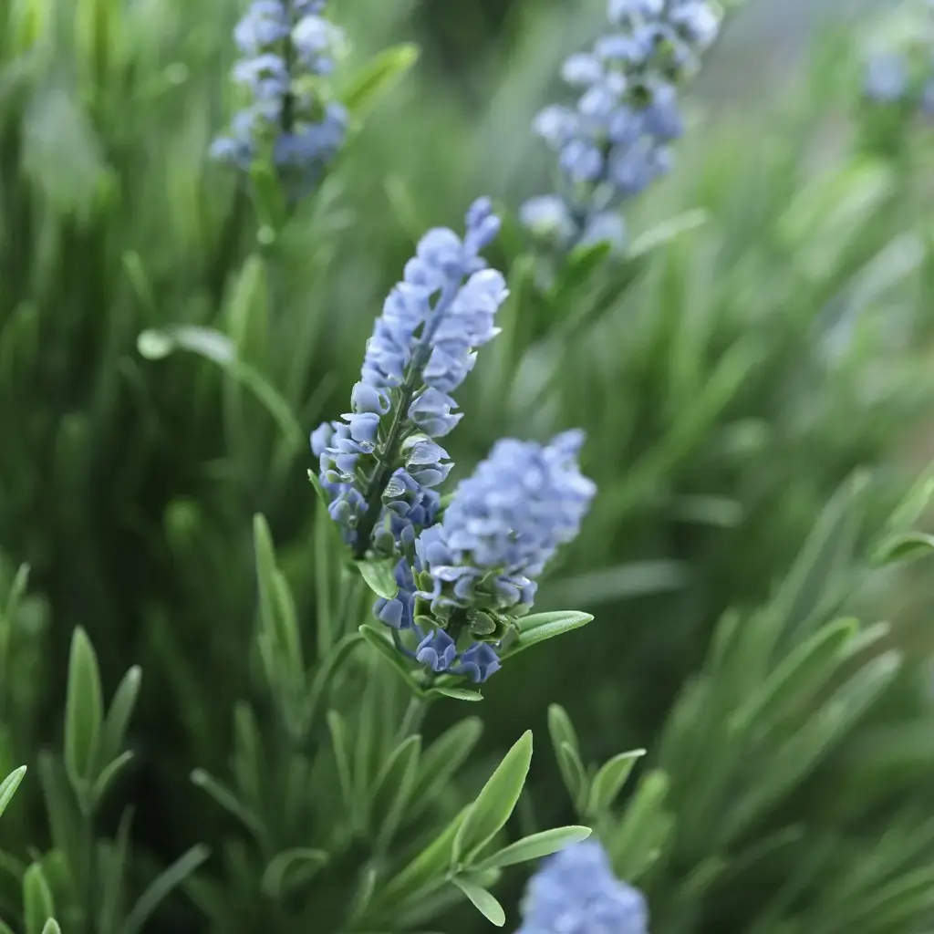 Lavendel bol blauw 3.webp