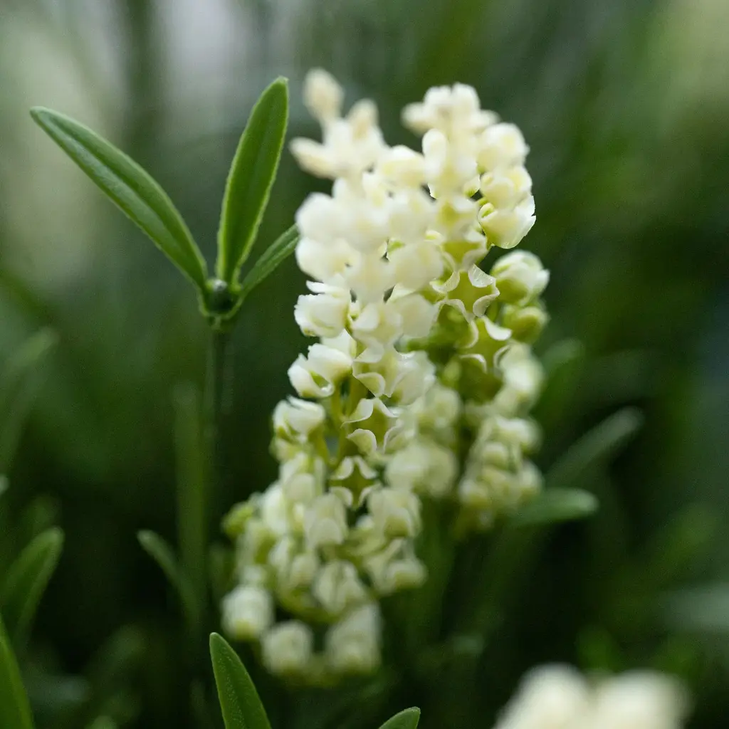 Lavendel bol wit 3.webp