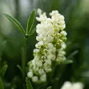 Lavendel bol wit 3.webp