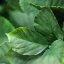 Hortensia 80 blauw 4.webp